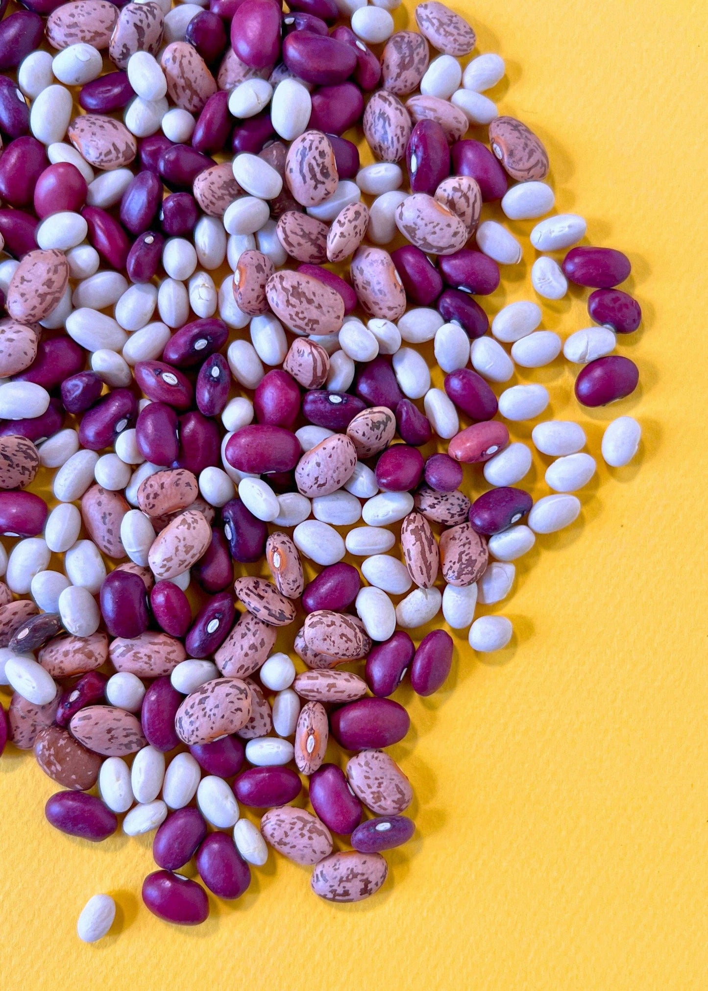Bean Dream