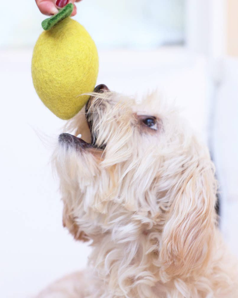 Dog playing with a yellow toy shaped like a lemon.