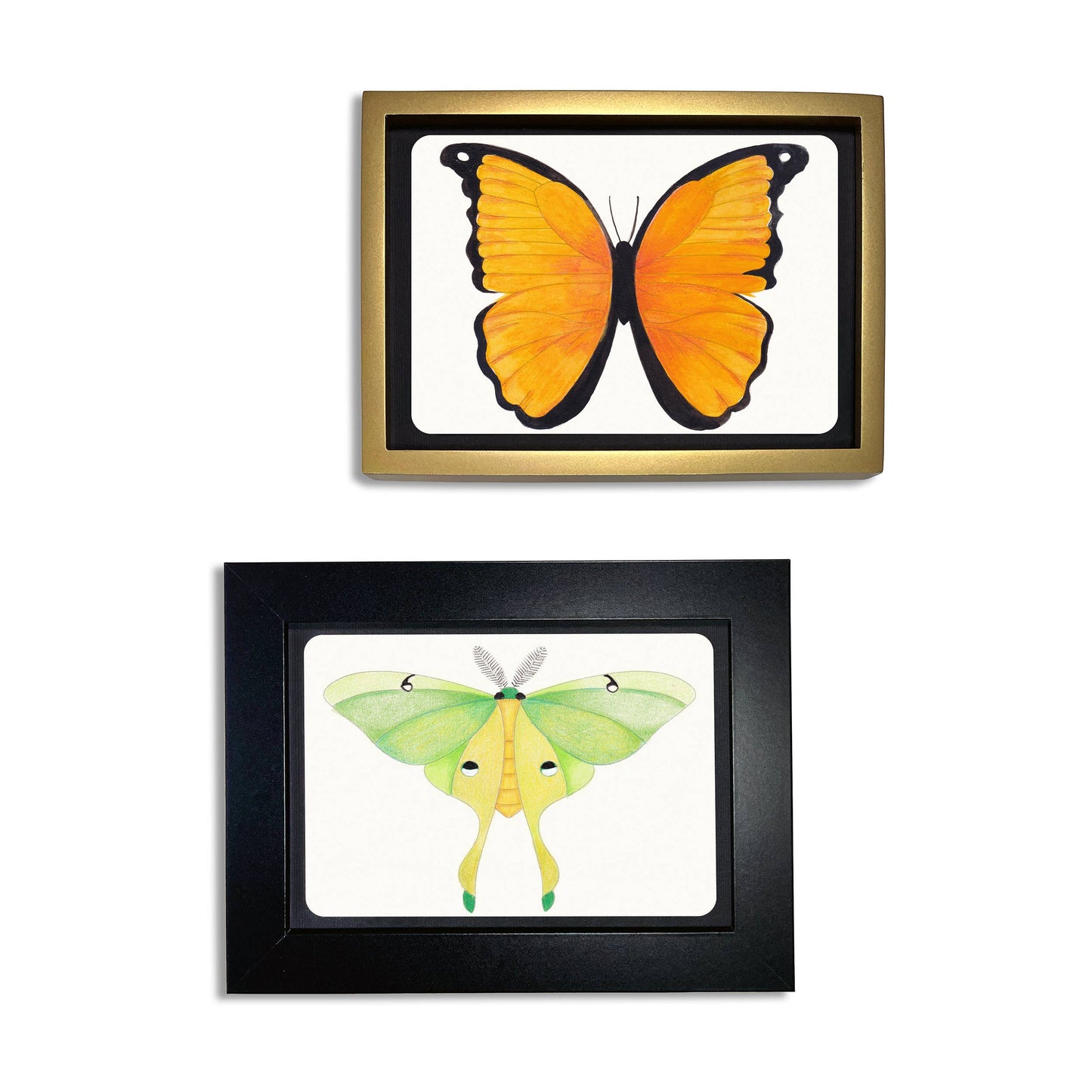 Butterfly  + Moth Coloring Postcards- Set of 30